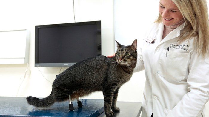 Fitted Feline Prostheses