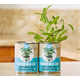 Canned Organic Gardens Image 7