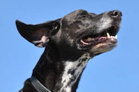 Life-Extending Dog Medicines Image 2