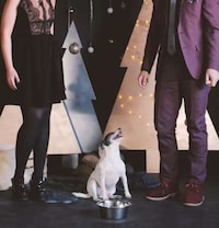 Philanthropic Pet Campaigns Image 6