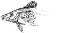 Ecological Supplement Branding Image 6