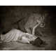 Taxidermy Children Portraits Image 2
