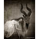 Taxidermy Children Portraits Image 4