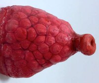 Conceptual Synthetic Organs Image 2