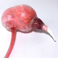 Conceptual Synthetic Organs Image 4
