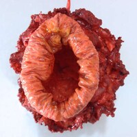 Conceptual Synthetic Organs Image 6