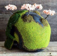 Bonsai Skull Gardens Image 5
