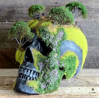 Bonsai Skull Gardens Image 7