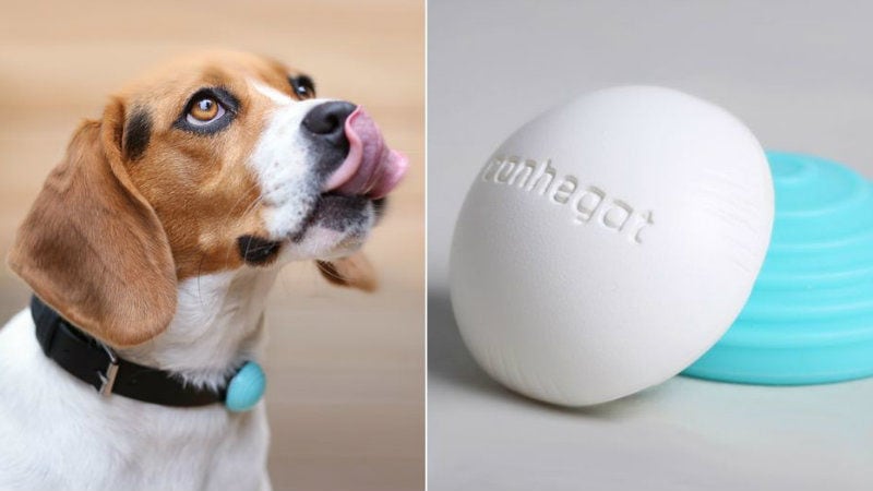Canine Fitness Trackers