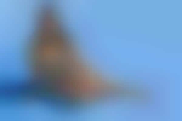Bold Plus-Size Bikinis
