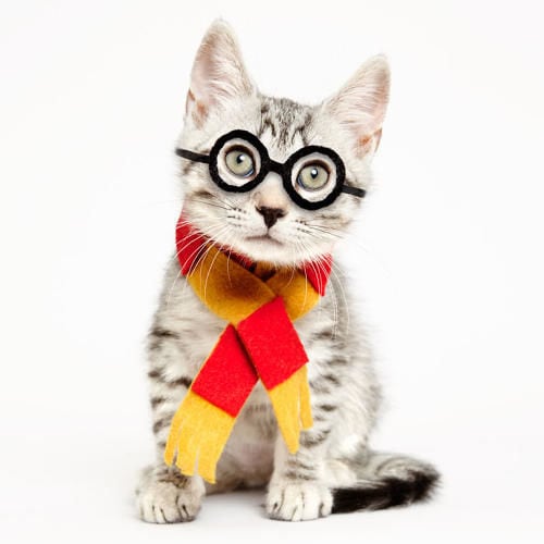 35 Playful Pet Costumes