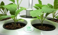 Indoor Hydroponic Gardens Image 3
