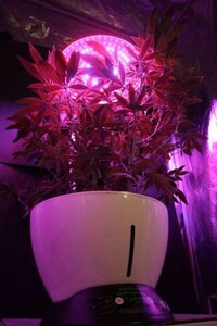 Indoor Hydroponic Gardens Image 4