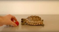 Charitable Tortoise Commercials Image 2