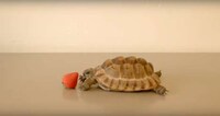 Charitable Tortoise Commercials Image 3