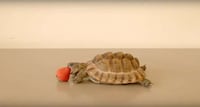 Charitable Tortoise Commercials Image 4