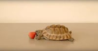 Charitable Tortoise Commercials Image 5