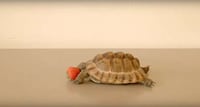 Charitable Tortoise Commercials Image 6