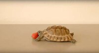Charitable Tortoise Commercials Image 7