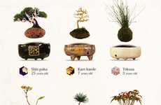 Levitating Bonsai Plants
