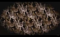Psychedelic Cat Rap Remixes Image 2