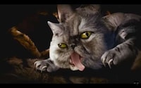 Psychedelic Cat Rap Remixes Image 3