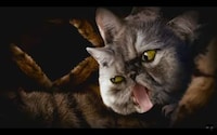 Psychedelic Cat Rap Remixes Image 4