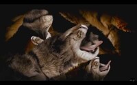Psychedelic Cat Rap Remixes Image 5