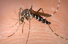 Disease-Fighting Insects