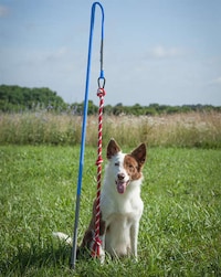 Self-Tugging Dog Toys Image 2