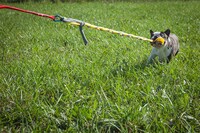 Self-Tugging Dog Toys Image 4