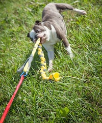 Self-Tugging Dog Toys Image 6
