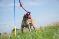 Self-Tugging Dog Toys Image 7