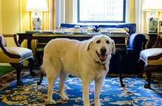 Luxury Hotel Canine Concierges