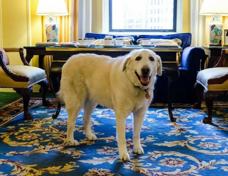 Luxury Hotel Canine Concierges