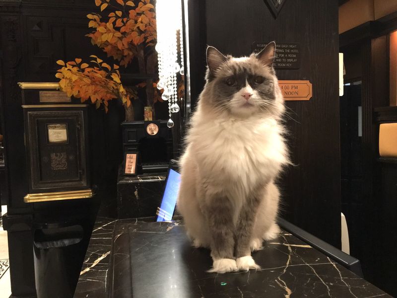 Feline Luxury Hotel Mascots