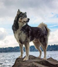 Enchanting Husky Photography Image 2