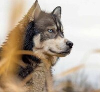 Enchanting Husky Photography Image 3