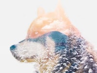 Enchanting Husky Photography Image 4