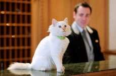 Luxury Hotel Resident Cats