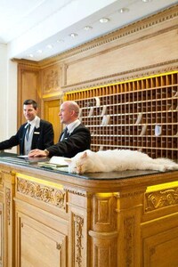 Luxury Hotel Resident Cats Image 2