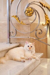 Luxury Hotel Resident Cats Image 3