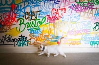 Luxury Hotel Resident Cats Image 4