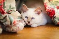 Luxury Hotel Resident Cats Image 5