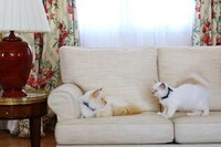 Luxury Hotel Resident Cats Image 6