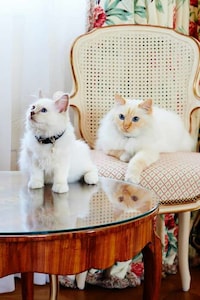 Luxury Hotel Resident Cats Image 7