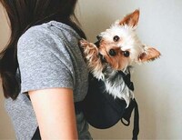 Canine-Carrying Knapsacks Image 2