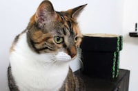 Arcade-Themed Cat Decor Image 8