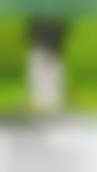 Canine Identification Apps