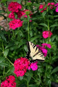 Lifestyle Flower Shops Image 4